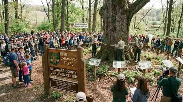 ohio champion trees delaware county usd lewis center