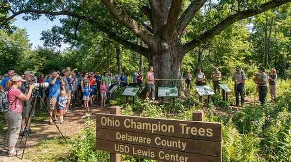 ohio champion trees delaware county usd lewis center
